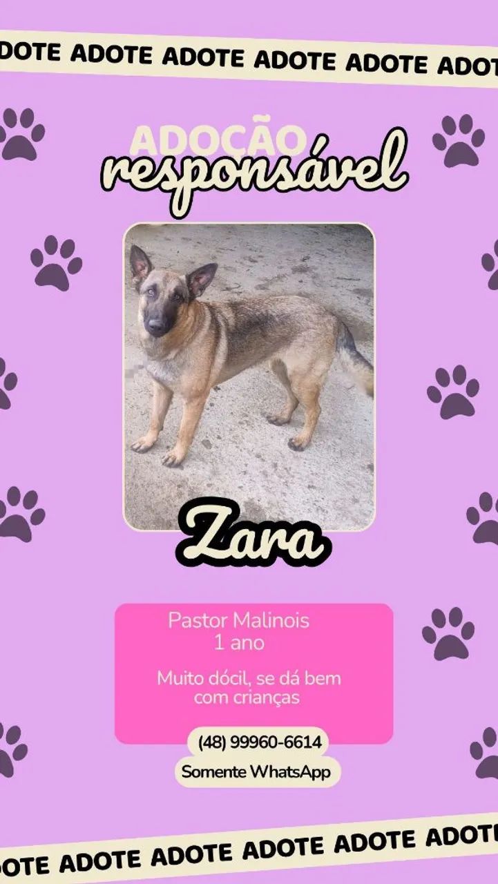 Doa-se pastor malinois 