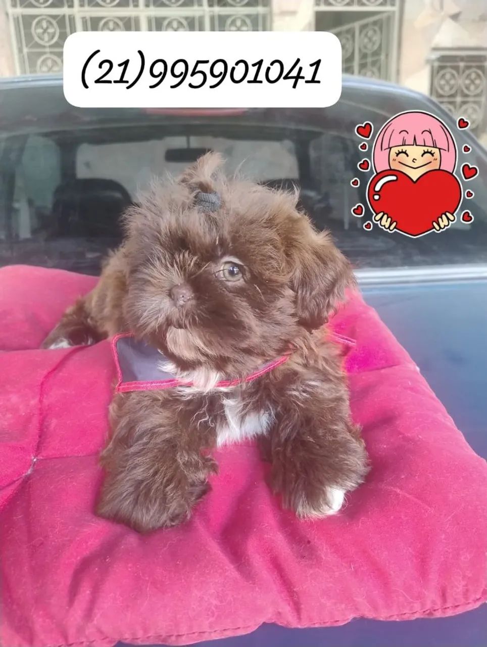 Shih Tzu macho lindíssimo - Foto 4