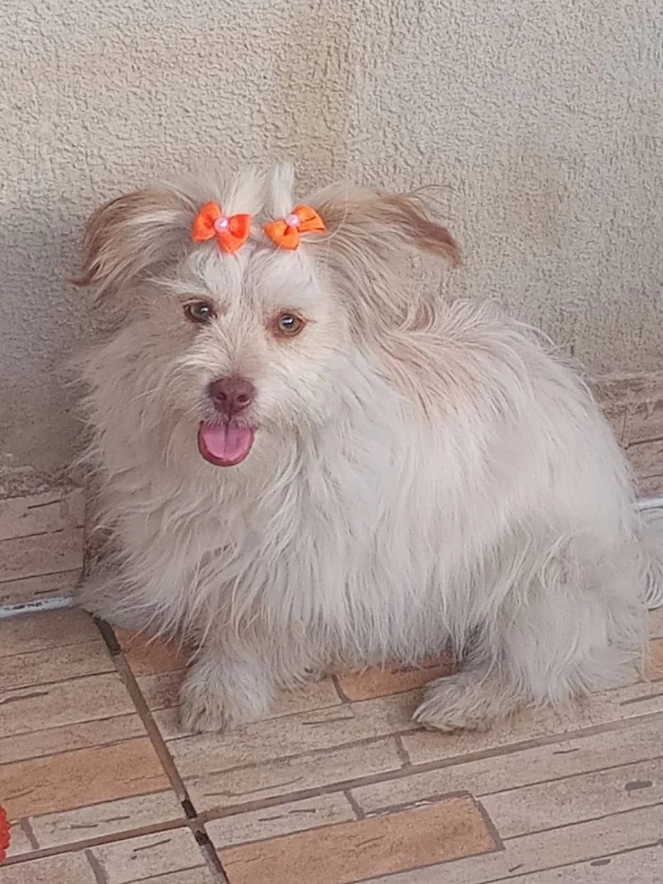 Doação shitszu  - Foto 2