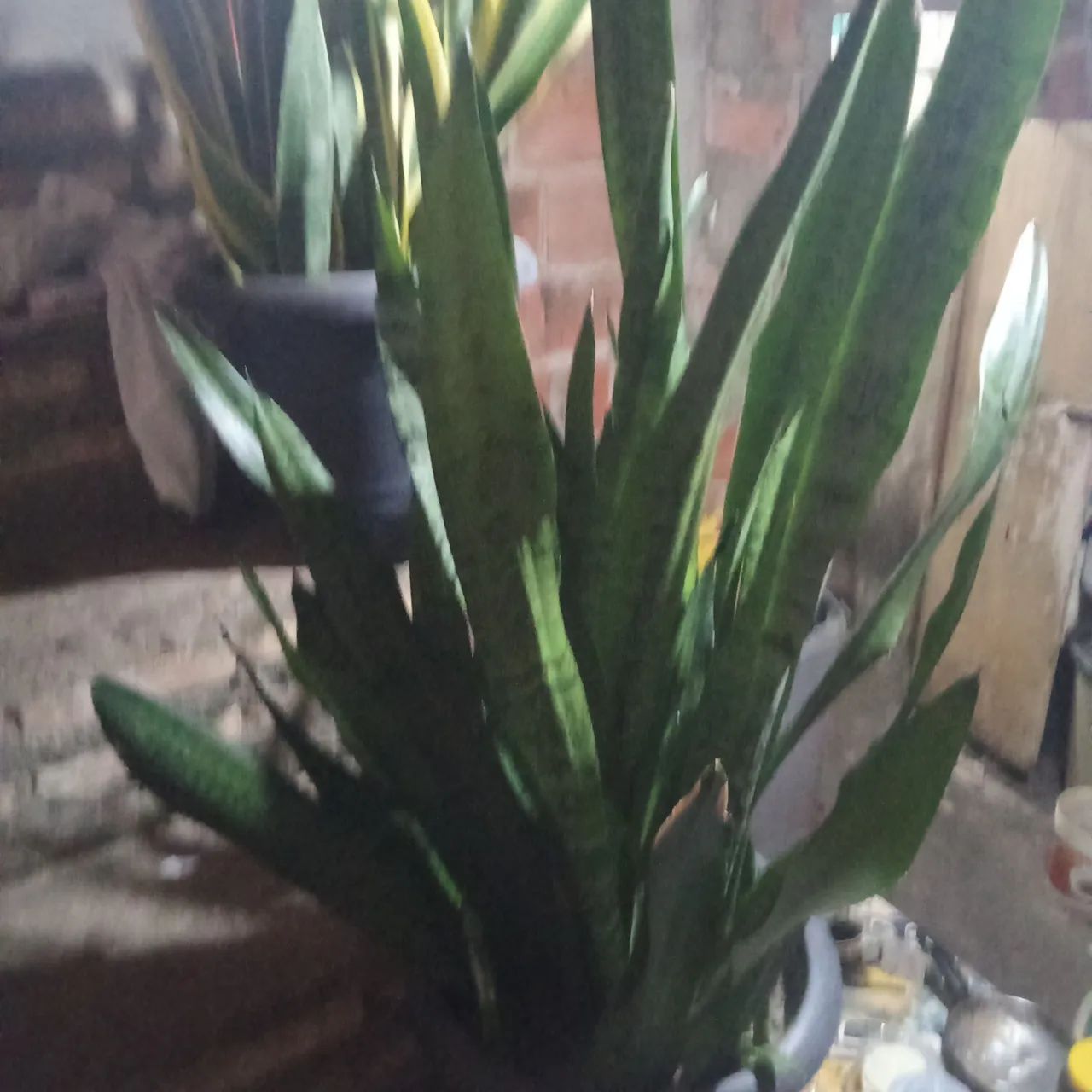Plantas  - Foto 3
