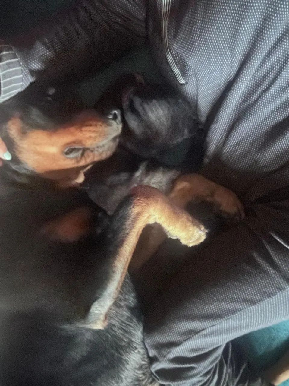 Doa-se uma linda rottweiler  - Foto 5