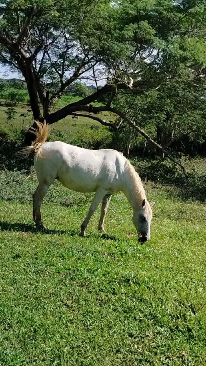 Vendo égua 