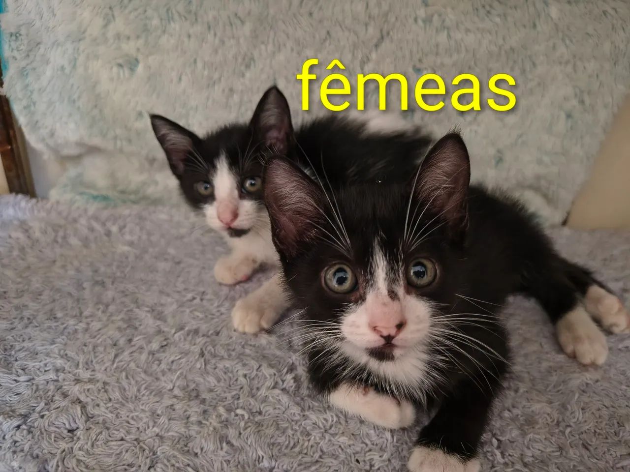 Gatinhos filhotes para adoção  - Foto 3