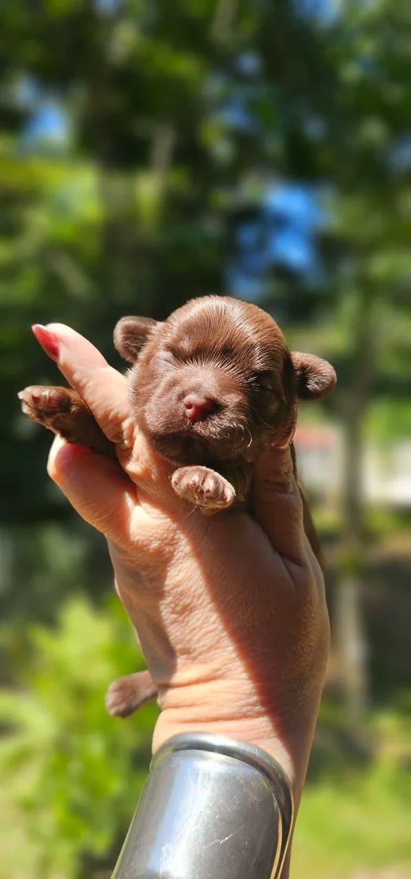 Shih-tzu Chocolate macho perfeito 