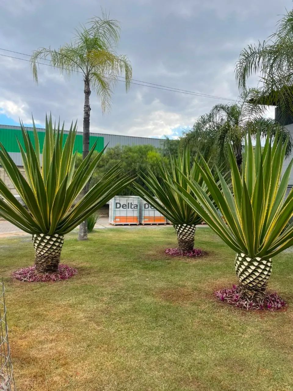 Paisagismo  - Foto 2