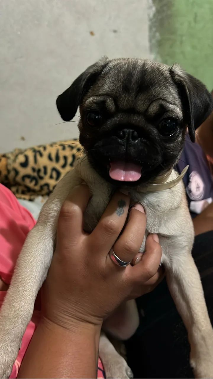 pug fêmea 