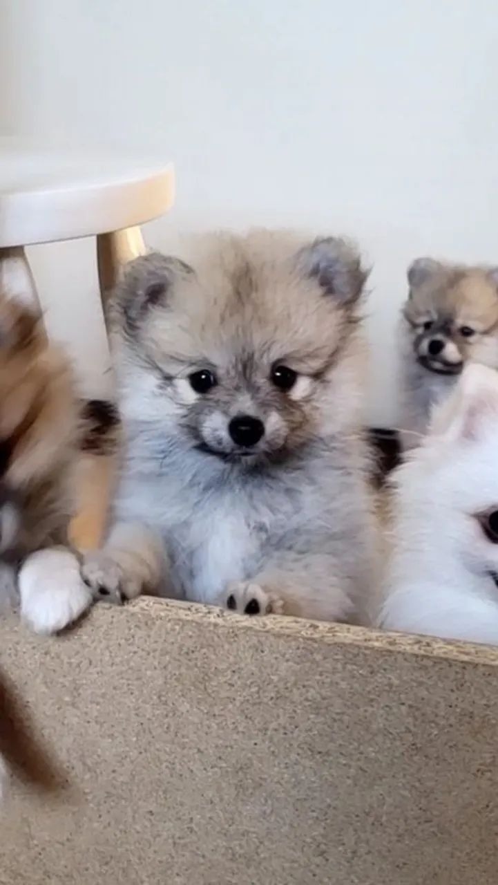 Lulu da Pomeranea (Spitz Alemão) - Foto 2