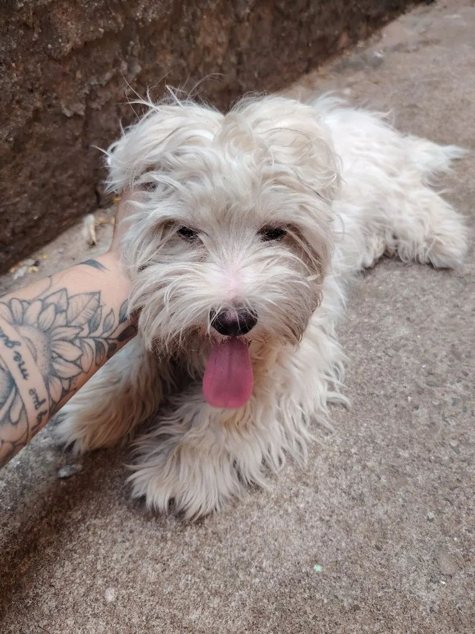 Vendo cachorro maltês