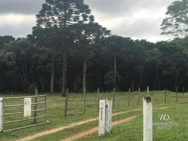 Área à venda, 715259 m² por r$ 5.500.000,00 - são marcos - são josé dos pinhais/pr - Foto 7