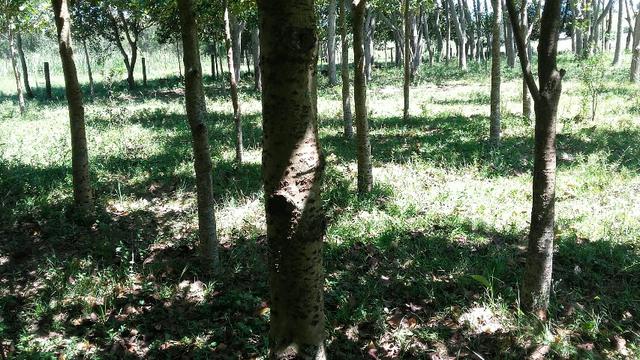 Mudas de Guanandi no RS/ Águas Claras-Viamão - Foto 4