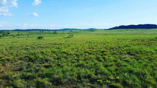 Fazenda de 2700 hectares Amajari/RR, ler descrição do anuncio - Foto 6