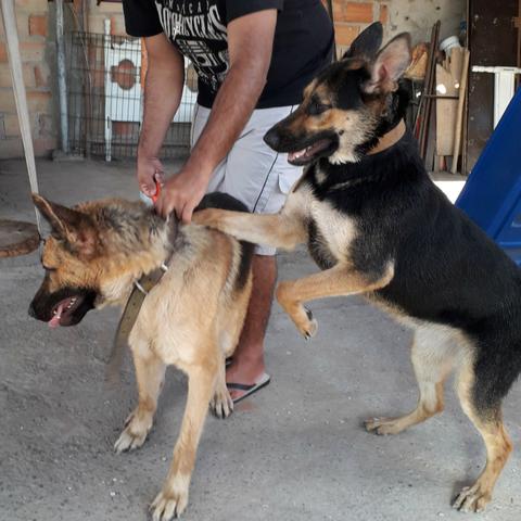 Vendo casal de pastor alemão adulto - Foto 5
