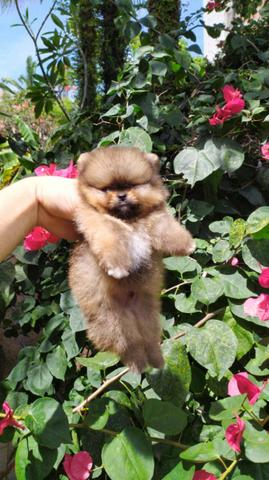 Filhote spitz alemão anão (Lulu da pomerania) - Foto 4