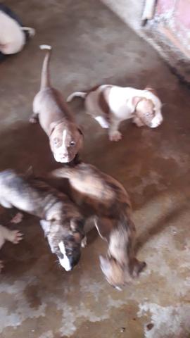 Pitbull - Foto 3