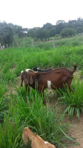 Cabras cabritos a venda - Foto 2
