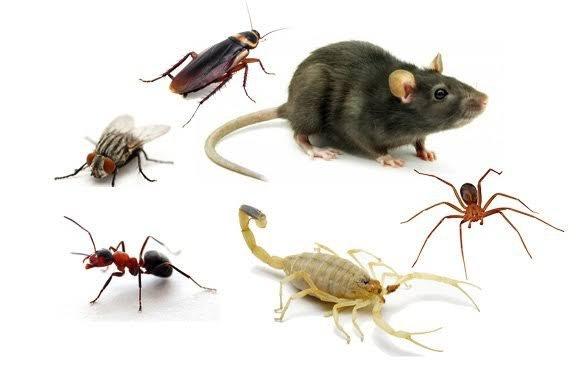 Dedetização e controle de pragas - Foto 3