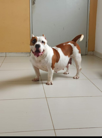 FILHOTES AMERICAN BULLY PEDIGREE - Foto 4