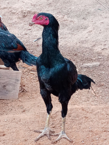 Galo frango índio - Foto 3