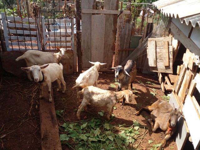 Vende 3 cabras 1 bodinho ja desmamado 