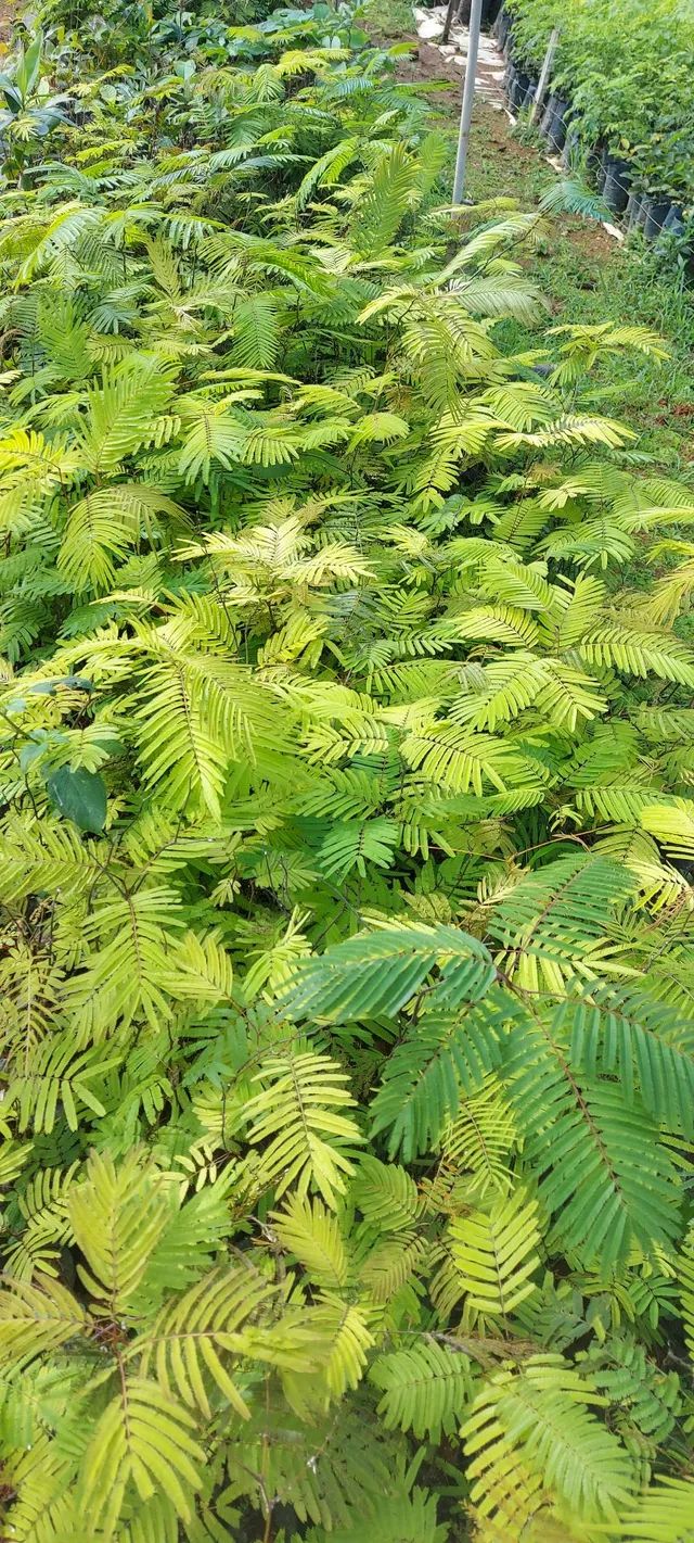 Mudas nativas do cerrado - Foto 3