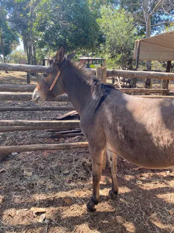 Traia de cavalo  +63 anúncios na OLX Brasil