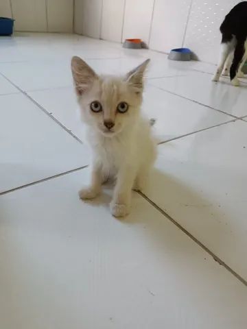 3 Gatinhos para adoção - Foto 5