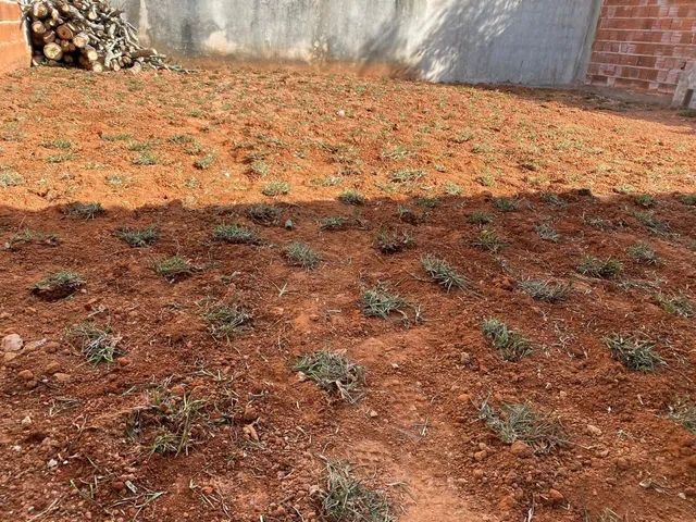 Grama para jardim, talude, chácara em promoção faça seu orçamento  - Foto 5