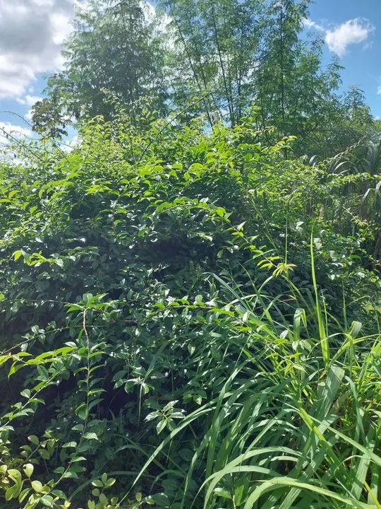 Mudas de Ora-pro-nobis