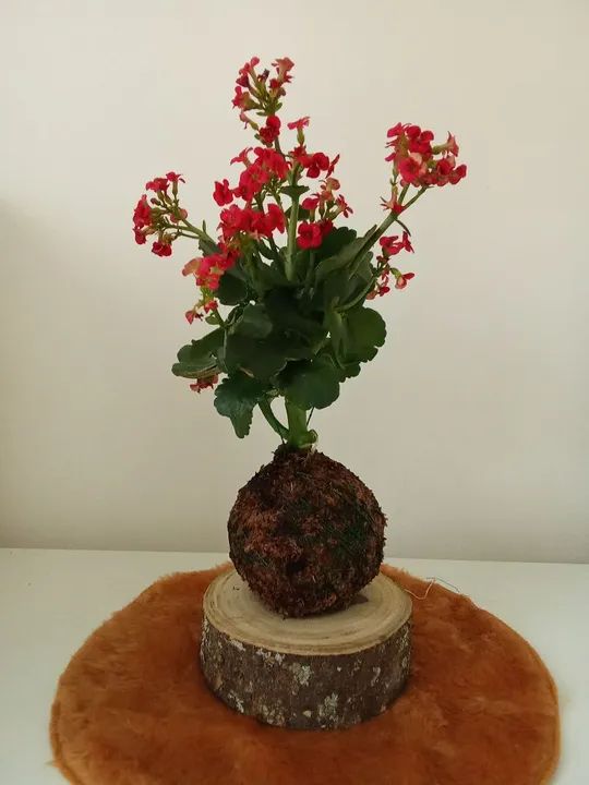 Planta Kalanchoe na Kokedama 