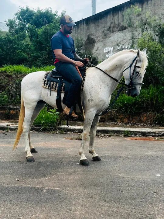 Cavalo Manga larga marchador 