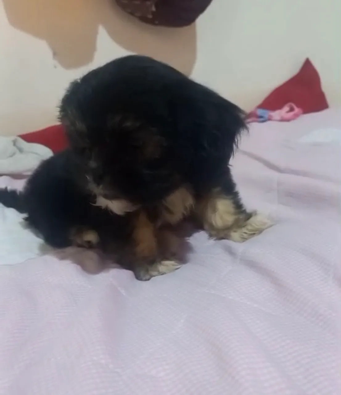 Filhote de lhasa apso fêmea 600,00