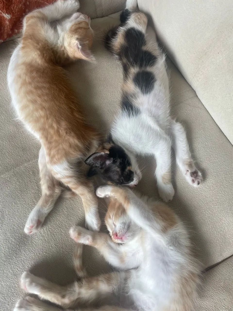 Três gatinhos fofinhos para adoção!