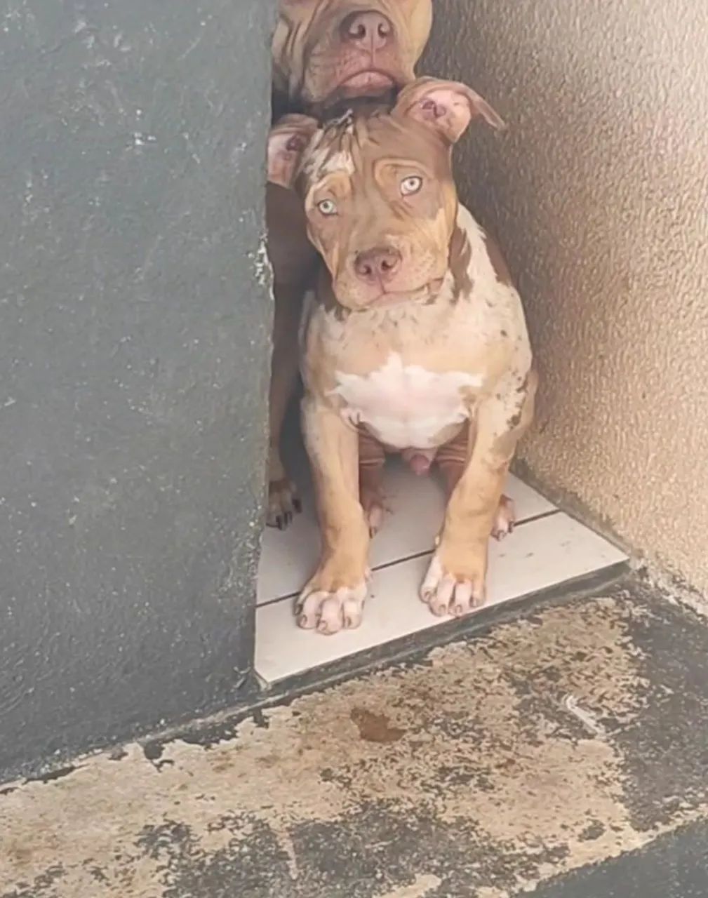 Pitbull PitMonster  - Foto 2
