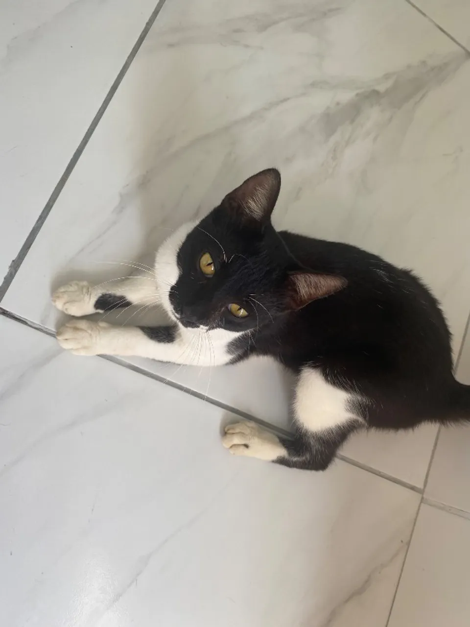 Doação de gato