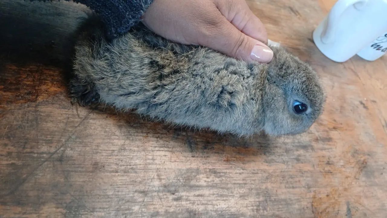 Coelhos adultos e filhotes  - Foto 4