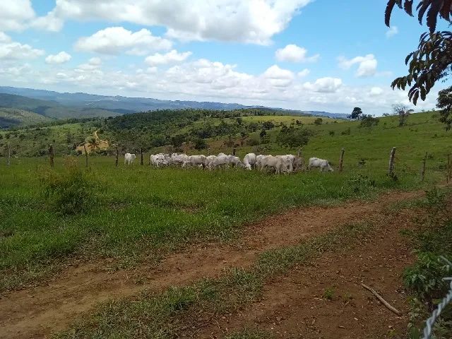 Novilhas Nelore, pêso médio 9@. - Foto 4