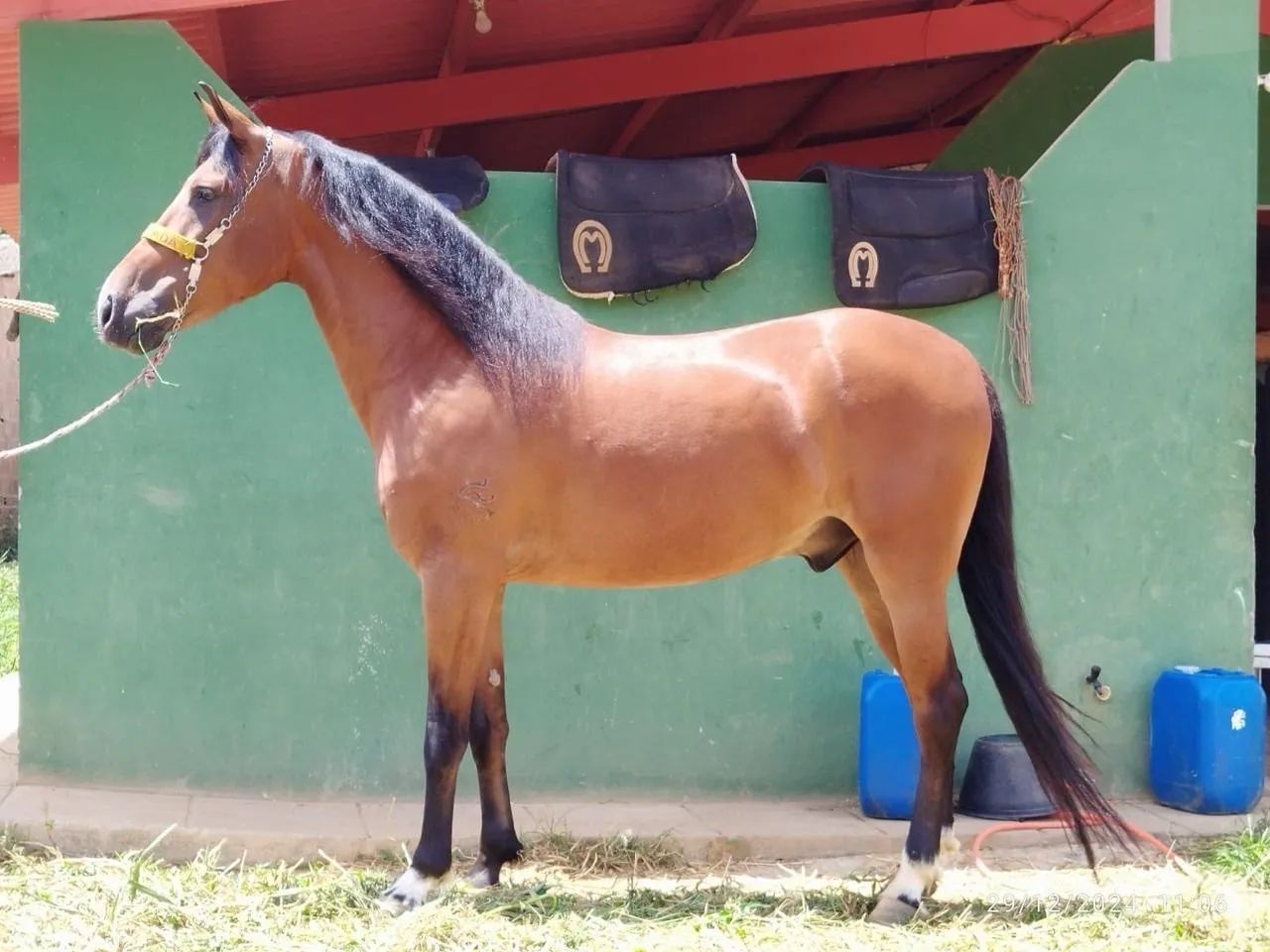 Cavalo mangalarga - Foto 4