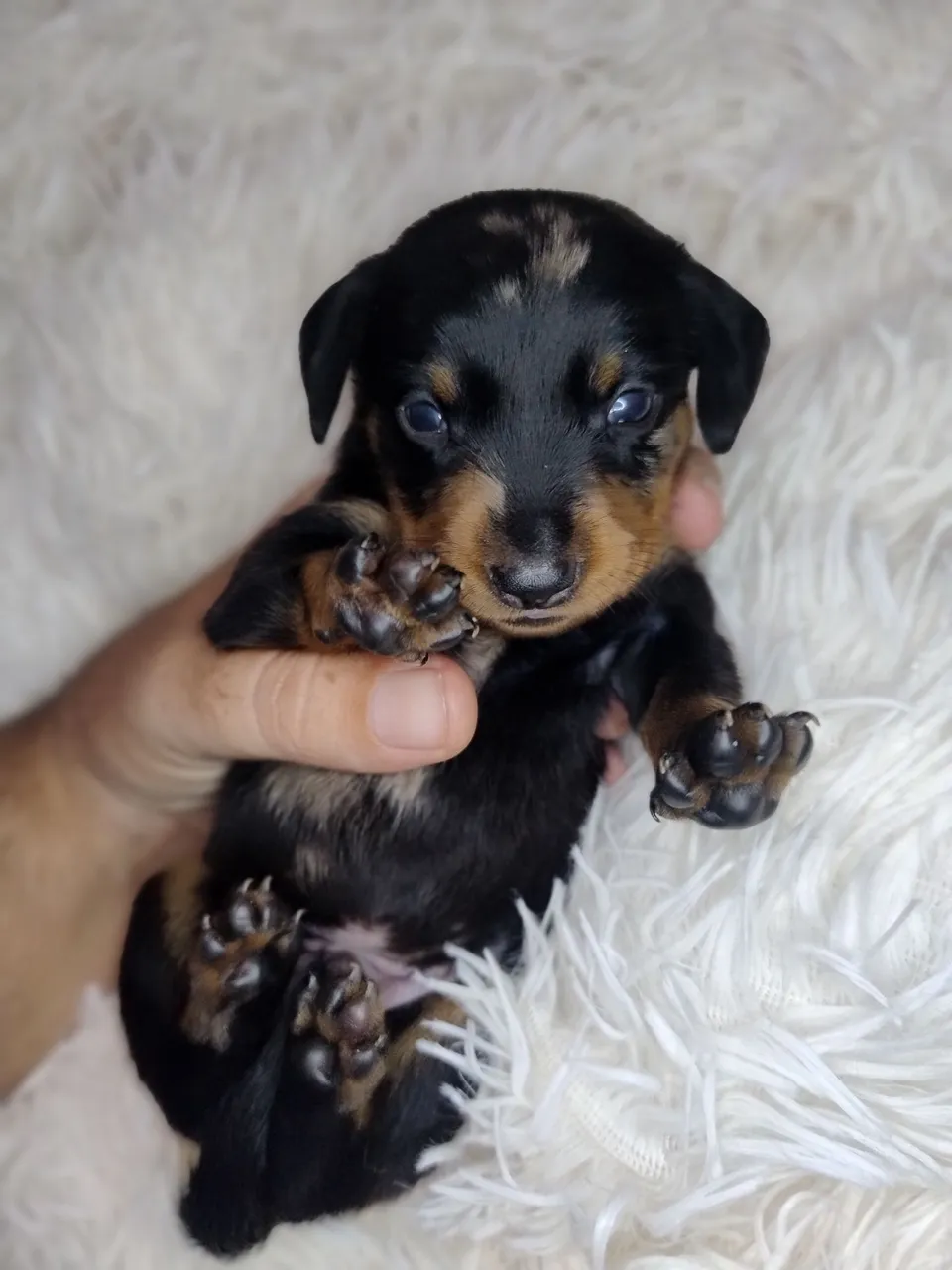 Filhotes de dachshund (salsichinha)- Macho