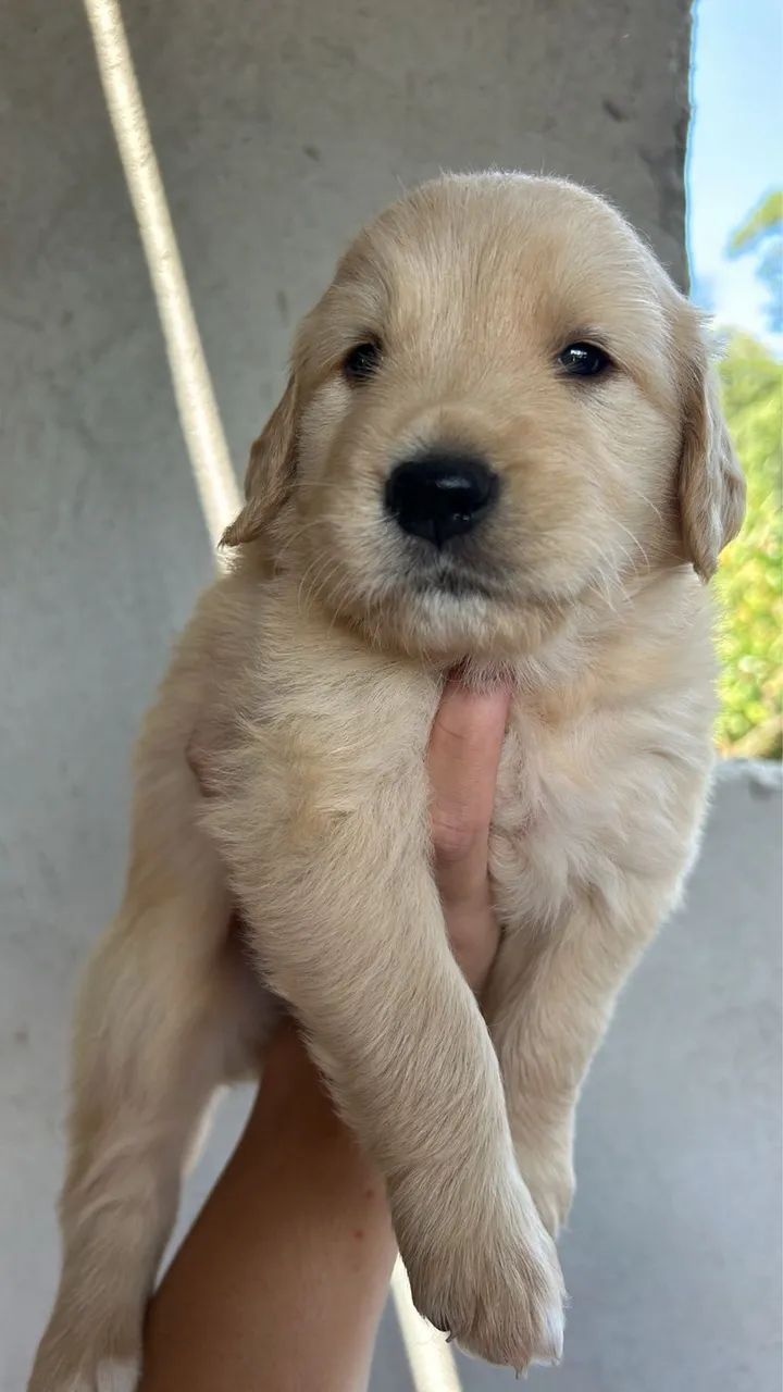 2 golden machinho e fêmea 54 dias vacinados  - Foto 2