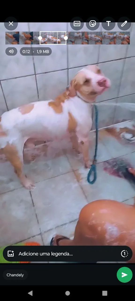Doação de Pitbull castrado e manso - Foto 2