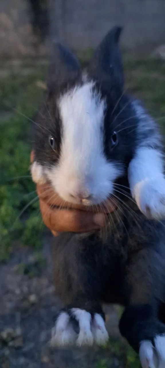 Lindos filhotes de coelhos 