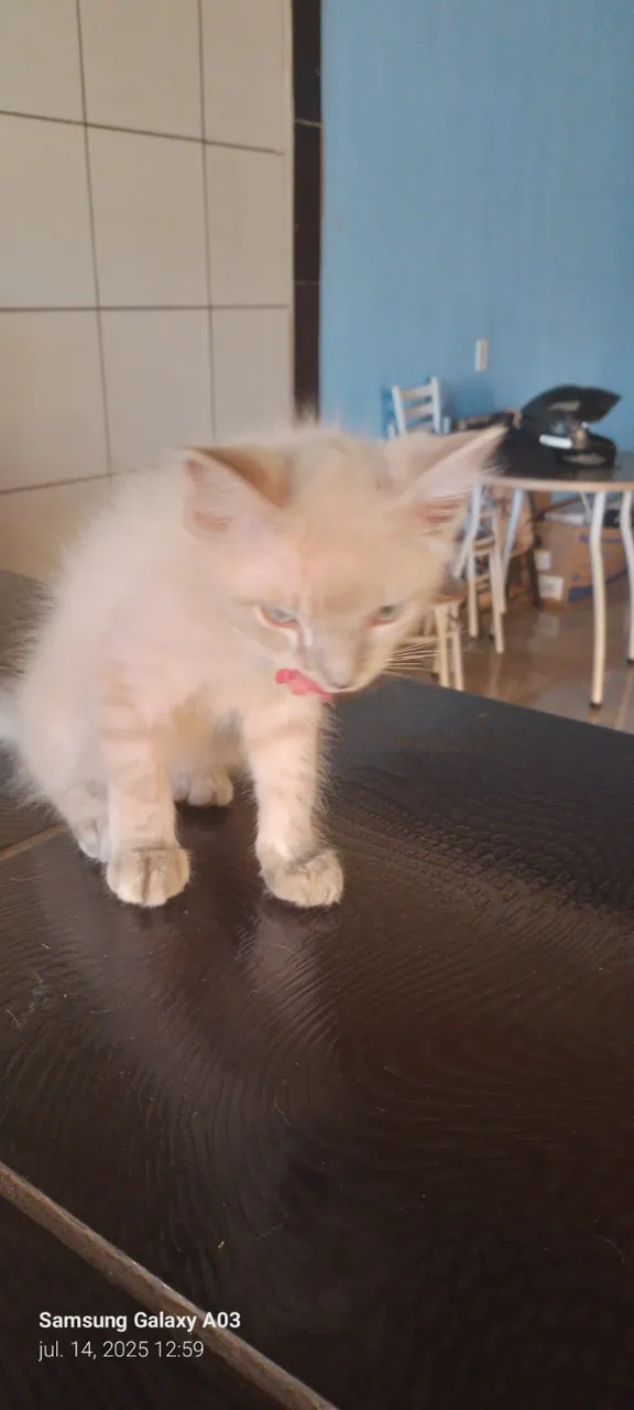 Doação de gata filhote