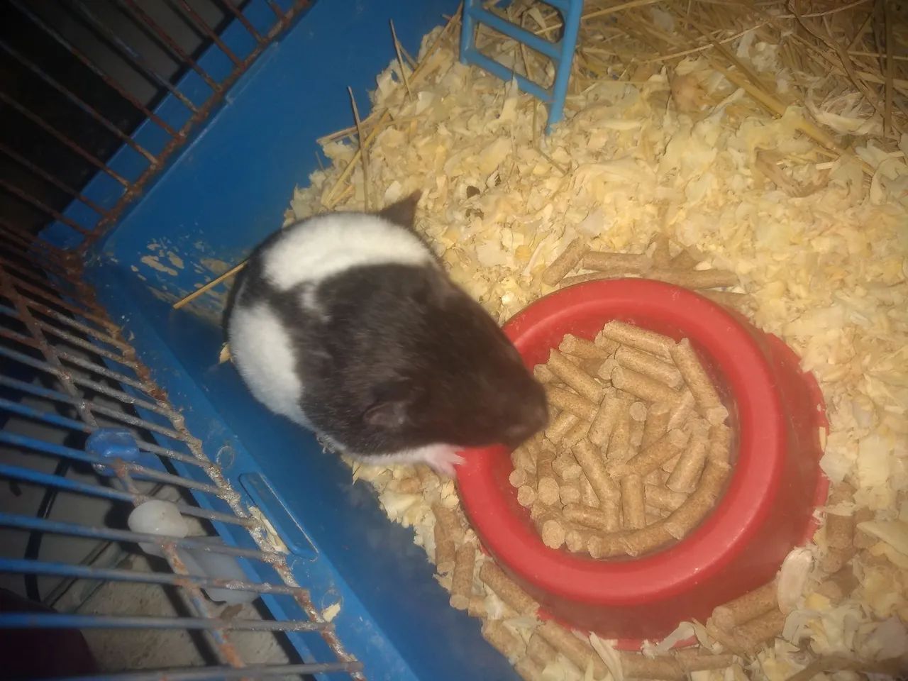 Hamster com gaiola e acessórios