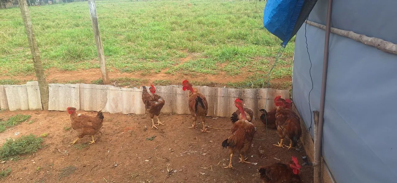 Chácara maravilhosa no Rajadinha-DF. PERTINHO DO ASFALTO . - Foto 2