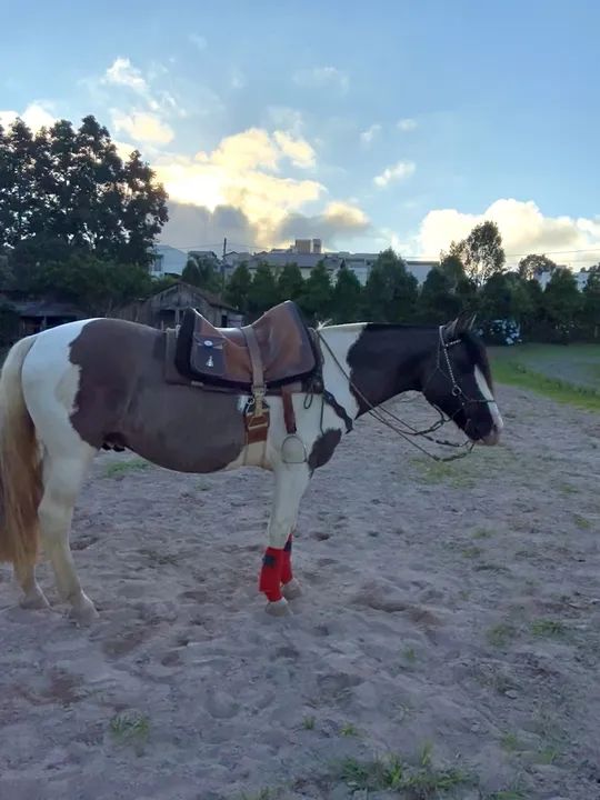 Cavalo crioulo  - Foto 2