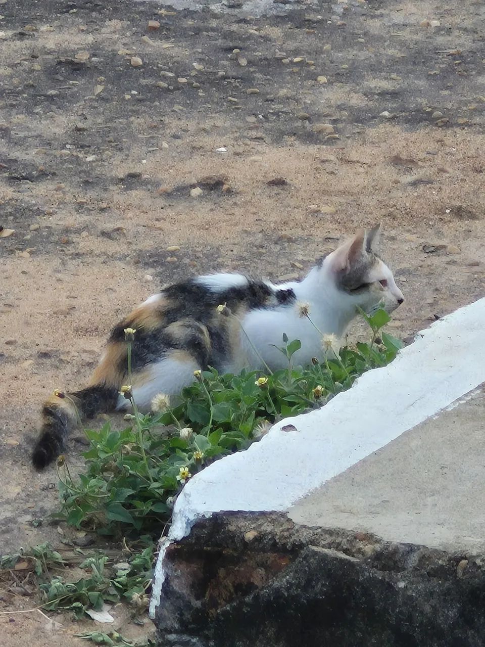 Gatos filhotes para doação  - Foto 6