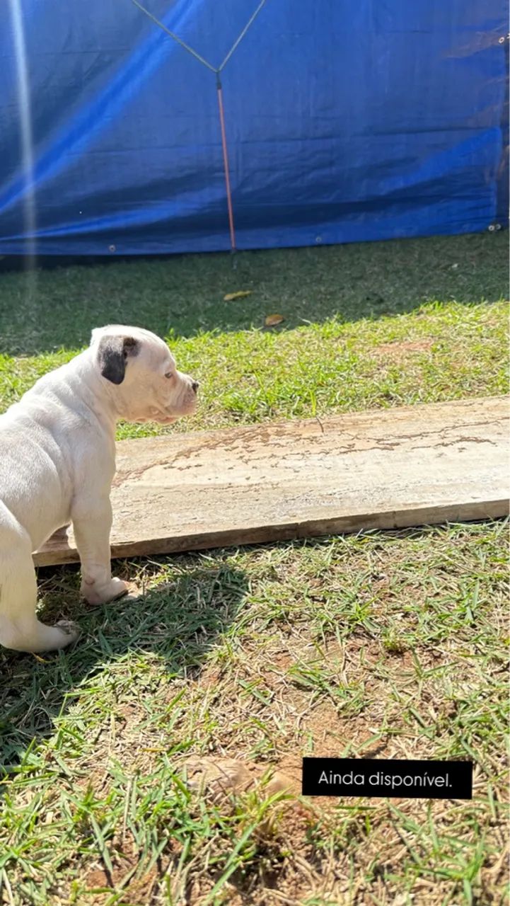 Urgente vendo American Bully  - Foto 6