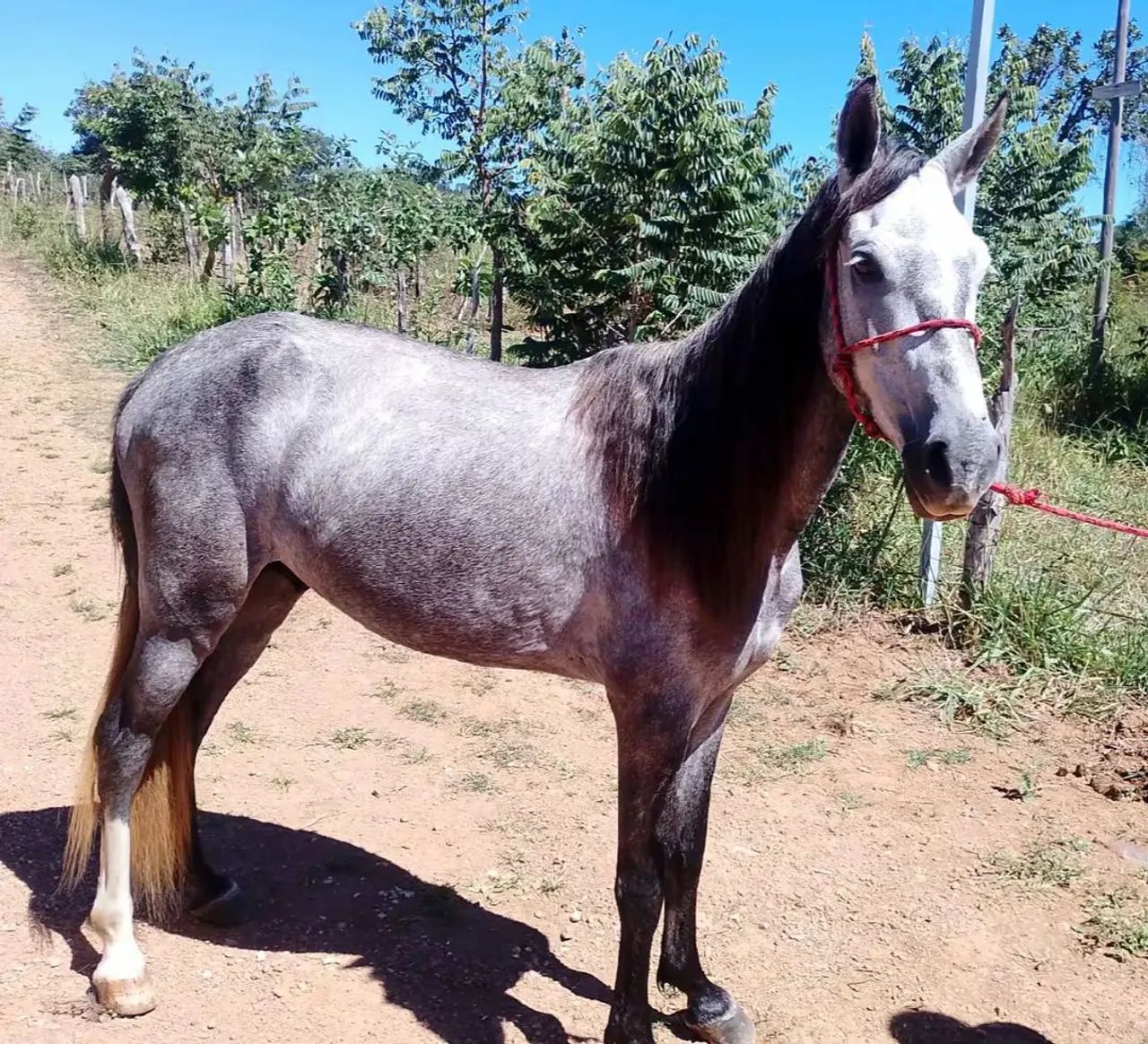 Vendo Cavalo  - Foto 5