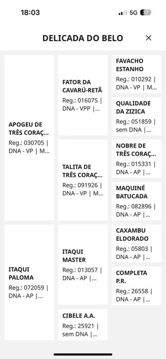 Égua mangalarga  - Foto 4