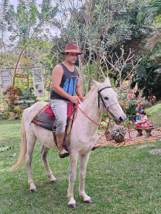 Cavalo Mangalarga Marchador (Registrado)